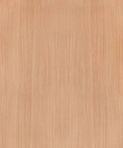 European White Elm