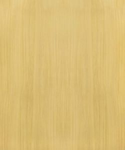 European White Elm