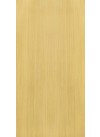 European White Elm