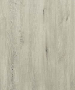 Italian Beech